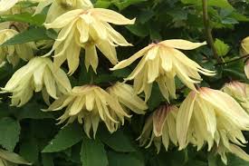 Check spelling or type a new query. Five Great Early Clematis Richard Jackson Garden
