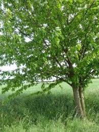 Taunus Rundwanderweg Merzhausen Garten Eden Garten Baum