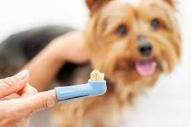 I can't afford to go to the dentist. Dog Teeth Cleaning Pro Tips On How To Care For Your Dog S Dental Health Daily Paws
