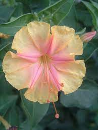 Four O Clock Clock Flower Fragrant Flowers Flowers