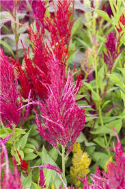 Celosia argentea var. plumosa, Federbusch-Celosie - Gartenvergnuegen Lochte
