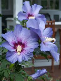 Image result for Hibiscus meyeri