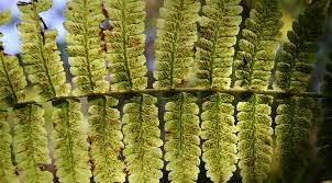 Image result for Otholobium foliosum