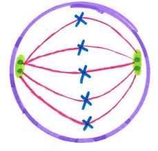 Interphase is often included in discussions of mitosis, but interphase is technically not part of mitosis, but rather encompasses stages g1, s, and g2 of the cell cycle. Metaphase Mitosis