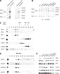 Sk seksyen 7 kota damansara : Signal Responsiveness Of Ikb Kinases Is Determined By Cdc37 Assisted Transient Interaction With Hsp90 Journal Of Biological Chemistry