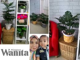 Jom buat diy pokok monstera jenis tinggi. Nak Beli Mahal Wanita Ini Buat Sendiri Pokok Monstera Cantik Cuma Bermodal Rm23 Mingguan Wanita