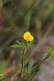 Image result for Stylosanthes