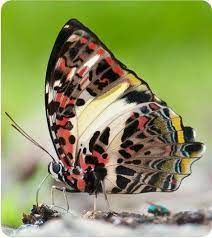 Pin De Carlos E En Mariposas Polilla Mariposas Exoticas Mariposa Azul