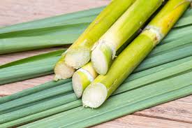 Find images of sugar cane. Differences Between Sugarcanes Learn Aobut Various Types Of Sugarcane