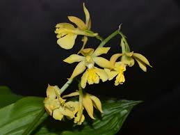 Image result for Calanthe