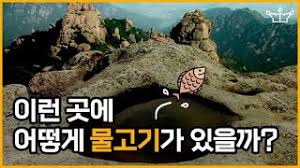산꼭대기 연못에 물고기는 어떻게 살고 있는 것일까? - 클리앙