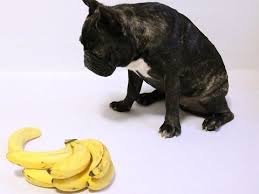 Peut On Donner De La Banane A Son Chien Petty Blog
