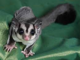 M Reza Rizqi Sahal Variasi Sugar Glider