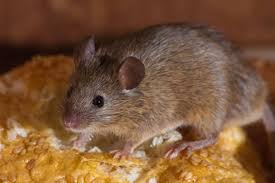 Information on the organisation s structure the information. Pest Control Uk Pestway Services Open 7 00am 23 00pm