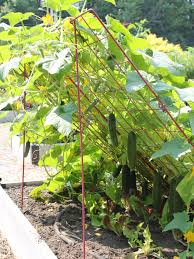 Animal studies linking cucumber extracts to lower blood glucose measurements exist, but they're limited. Cucumber Trellis Large Powder Coated Steel Gardener S Supply