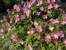 These multicolored flowers of different sizes make for a beautiful sight. 21 Top Fast Growing Shrubs For Landscaping Gardening Channel