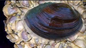 *nsfw* welcome to my kingdom!. Kerang Kijing Di Masak Ini Enak Banget Youtube