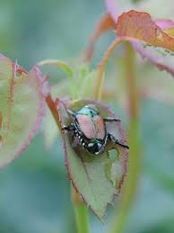 Oct 12, 2019 · harlequin bug. Controlling Japanese Beetles Get Rid Of Japanese Beetles Gardener S Supply