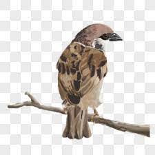 点此收藏本站 下载找回本站的文件 (在ie下鼠标右击目标另存为，勿直接点击) 保存本站二唯码图片 询问地址发邮件至77dizhi@gmail.com. éº»é›€å›¾ç‰‡ éº»é›€ç´ æ éº»é›€é«˜æ¸…å›¾ç‰‡ æ'„å›¾ç½'å›¾ç‰‡ä¸‹è½½