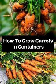 How To Grow Carrots In Containers Growing Carrots Organic Vegetable Garden Container Vegetables