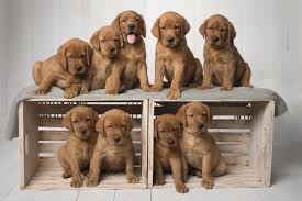 At ridgeway labradors we have been breeding high quality labradors since 1998, we specialise in breeding dogs that are from great stock, raised in a family environment at our home in devon. Pin On Funny Puppies