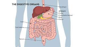 Maybe you would like to learn more about one of these? The Digestive Organs Alimentarium