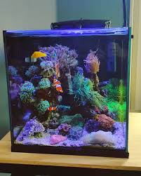 All Credit To The Reef Junkie On Instagram As The Owner Of This Content Aquariumtanks Saltwater Fish Tanks Nano Reef Tank Saltwater Aquarium Tanks
