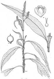 Image result for Persicaria senegalensis