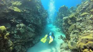 Diving With Maartje Sterk Scubacaribe Jamaica Montego Bay