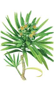 Image result for Euphorbia chevalieri