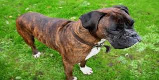 Boxer Boxer Kopek Turleri Ve Beslenme Sekli Boxer Gen Tr