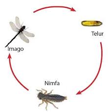 Beberapa spesies ikan mengalami metamorfosis yang mirip dengan katak, tapi perubahannya tidak begitu dramatis. Pengertian Metamorfosis Tidak Sempurna Ciri Tahapan Dan Contohnya Pelajaran Sekolah Online