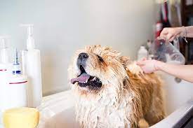 But then once i started like getting, you know, honing in on where i wanted to go the direction and shit. Can You Use Human Shampoo On Dogs Why Dog Shampoo Is Better