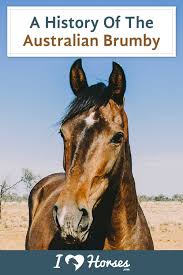 All About The Brumby Australia S Controversial Feral Horse Horses Brumby Horse Horse Breeds