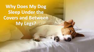Why Does My Dog Sleep Between My Legs 9 Reasons