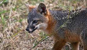 Santa catalina island, avalon, ca. Island Fox