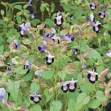 Image result for Torenia thouarsii