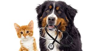 As an aca at vets now, you will be trained in assisting the clinical teams to provide a comfortable and stress free, in… Emergency Services Dalton Animal Care South