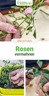 Rosen Vermehren So Leicht Geht S In 2020 Rose Vermehren Blumen Fur Garten Rosen Pflanzen