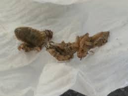 Let dr dan thomas, md explain what you should and should not worry about in regards to unigested food in stools. Undigested Food Vomit Or Poop Chameleon Forums