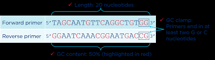 How To Design Pcr Primers - Minipcr
