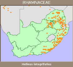 Image result for Helinus