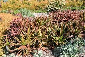Image result for Aloe cameronii × christianii