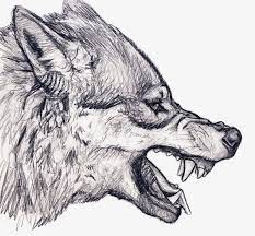 Sketch Wolf Wolf Drawing Wolf Head Drawing Wolf Sketch