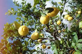 Regularly spray new growth with a horticultural spray oil to control citrus leaf. Homemade Lemon Tree Fungal Pest Spray Eureka Lemon Tree Meyer Lemon Tree Lemon Tree From Seed