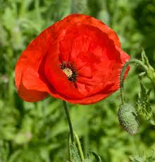 The best plant purchasing site in the world. Growing Poppies Plant Now Growgoodnz