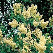 Syringa Vulgaris X Primrose Yellow Lilac From Wayside Gardens Tuinkunst Tuin Kamerplanten