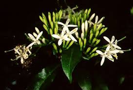 Image result for Pavetta uniflora