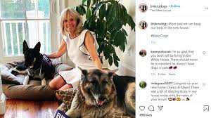 The breed's life expectancy is 12 to 14 years, according to the american kennel club. Joe Biden S Dog Major Set To Make History Becoming First Canine From Animal Shelter To Live In White House World News Sky News