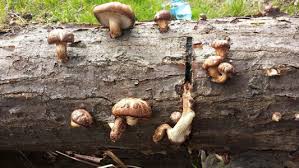 Image result for Lentinus edodes